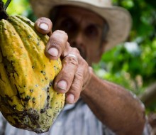 Cacao: An Ecuadorian Legacy