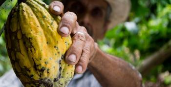 Cacao: An Ecuadorian Legacy